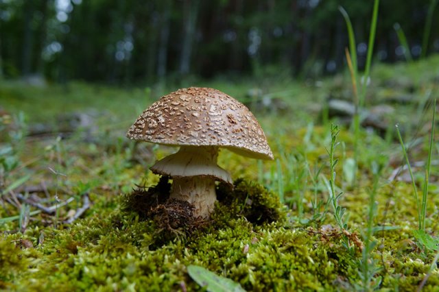 amanita rubescens copia